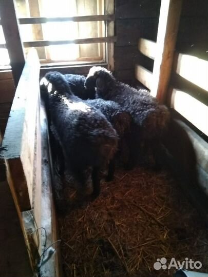 Продам мясо баранина