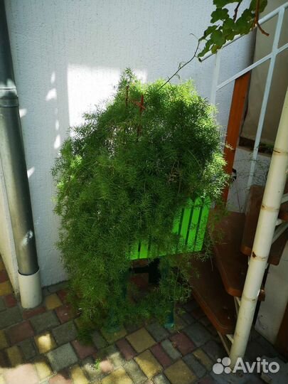 Комнатные растения цветы