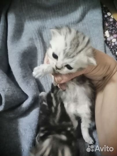 Шотландские котята