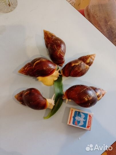 Улитки ахатины