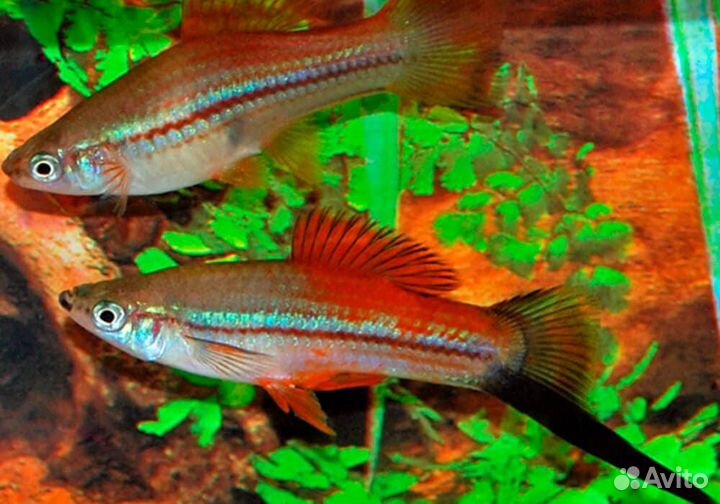 Аквариумные рыбки, мечики, гуппи и мольки