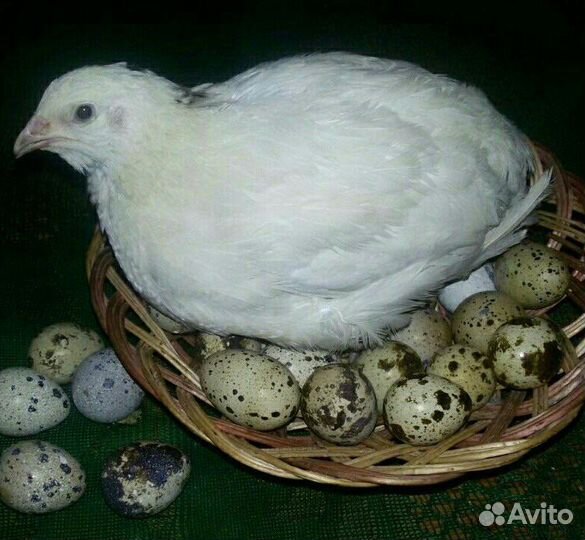Яйца перепелиные домашние