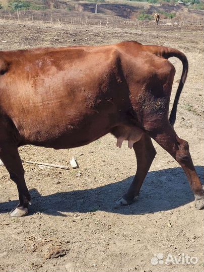 Продам крс. Скот