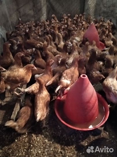 Куры молодки красные