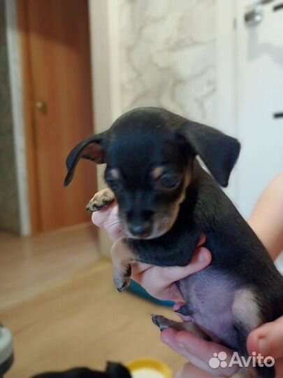 Мини той-терьер