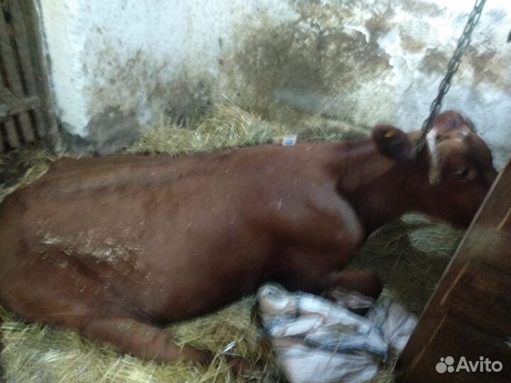 Заготовитель крс