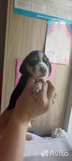 Щенки бигль