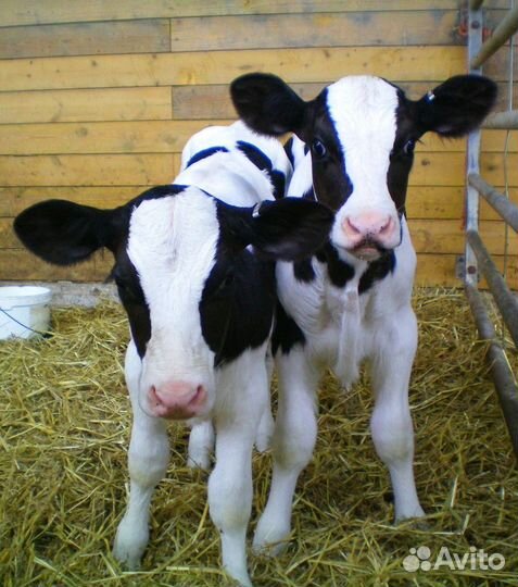2 теленка