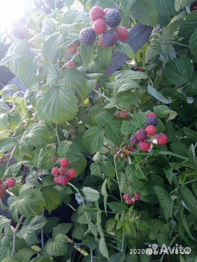 Малина черная