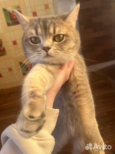 Шотландская кошка