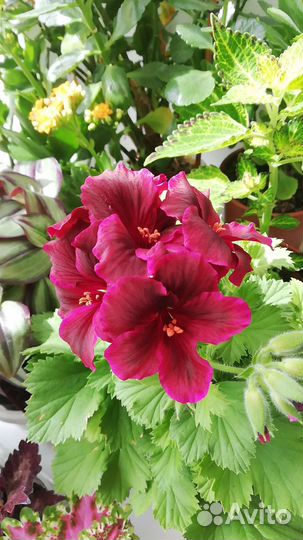 Бегония вечноцветущая, герань королевская