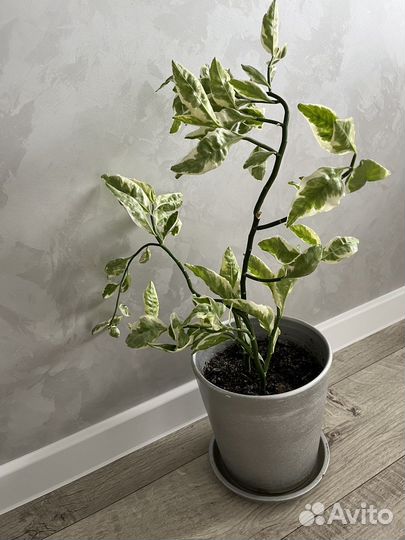 Педилантус