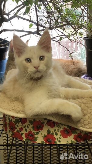 Котята мейн-кун