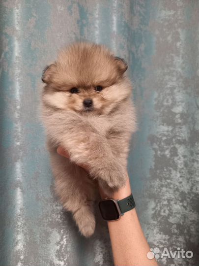 Померанский шпиц