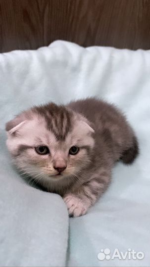 Шотландский вислоухий котик