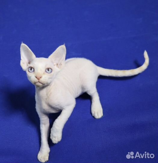 Котенок девон-рекс