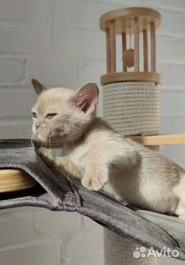 Бурманские, питомник