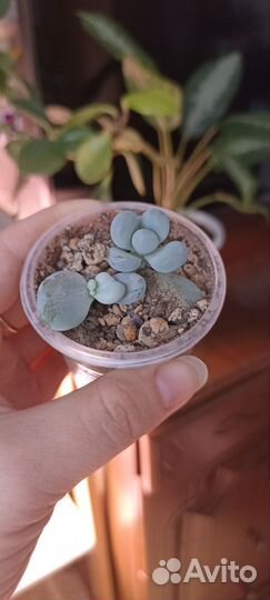 Суккуленты