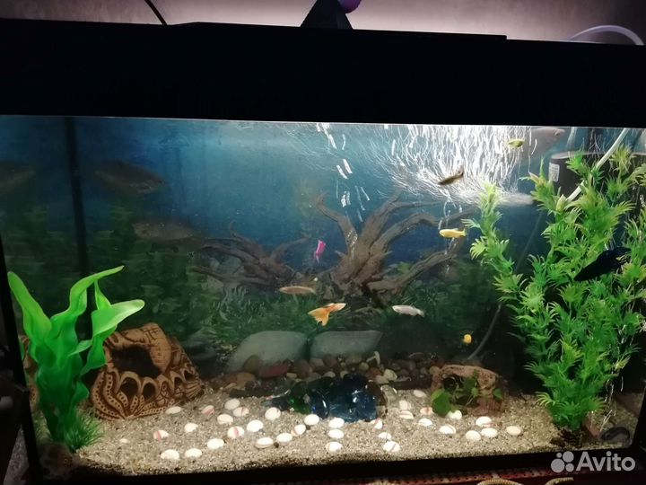 Аквариум