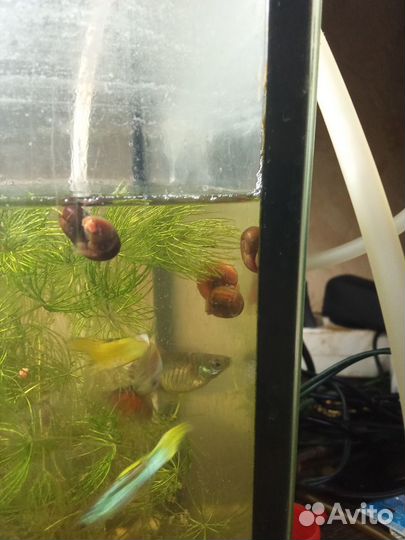 Улитки аквариумные