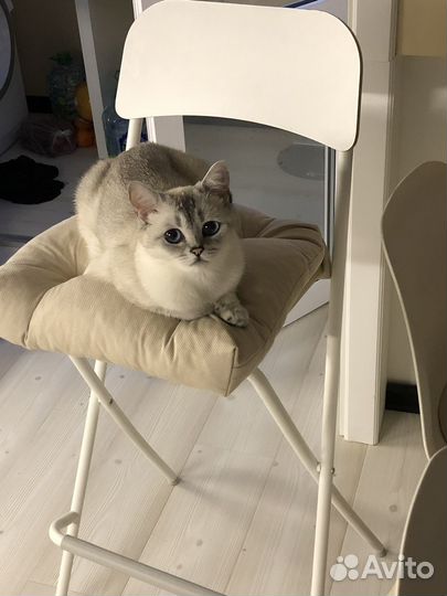 Вязка шиншилла