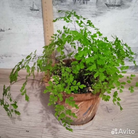 Комнатные растения в ассортименте