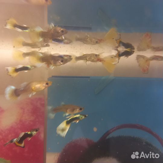 Аквариумные рыбки гуппи