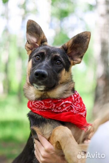 Щенок Джун ищет дом из приюта