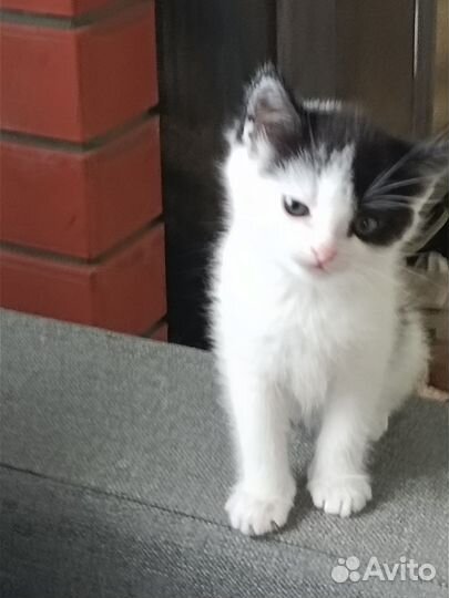 Кошечка в добрые руки
