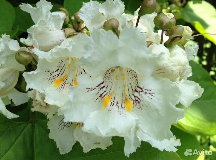 Катальпа прекрасная (саженец)