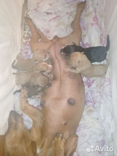 Собака такса