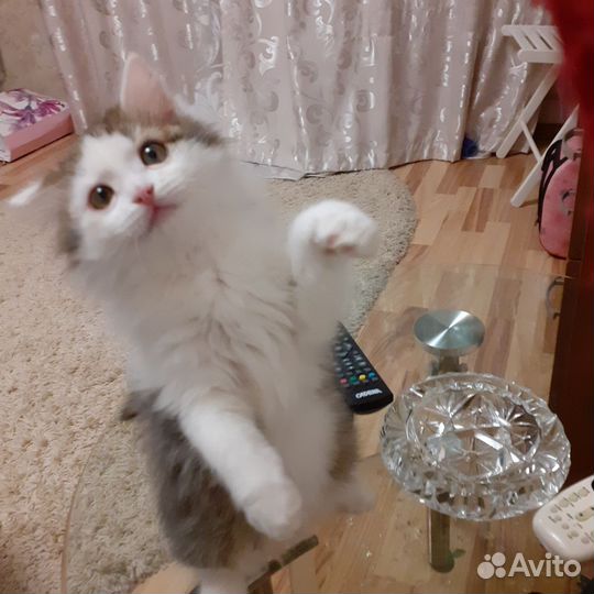 Передержка животных на время отпуска