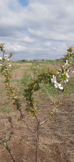 Участок 1,8 га (СНТ, ДНП)