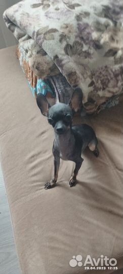 Мини той-терьер вязка