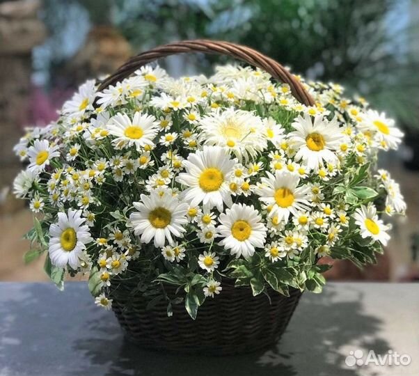 Ромашки в подарок Цветы букет из Ромашек