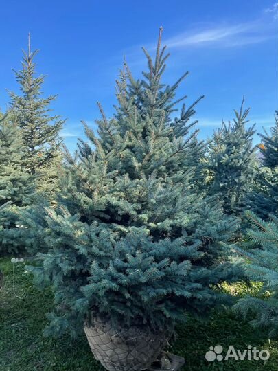 Ель голубая
