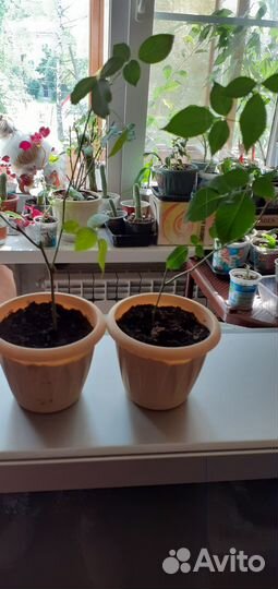 Розы комнатные бенгальские темно-розовые