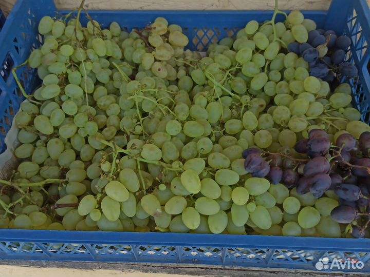 Виноград столовый