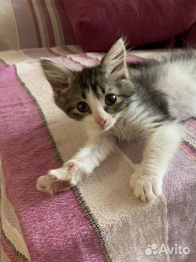 Котенок бесплатно