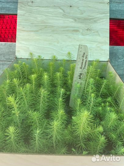 Сеянцы ели окс от производителя