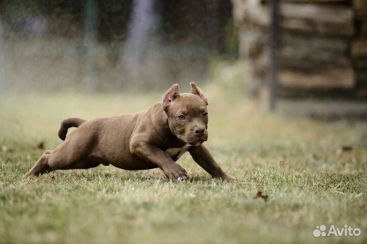 Американский булли покет мальчик