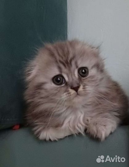 Шотландский кот вязка