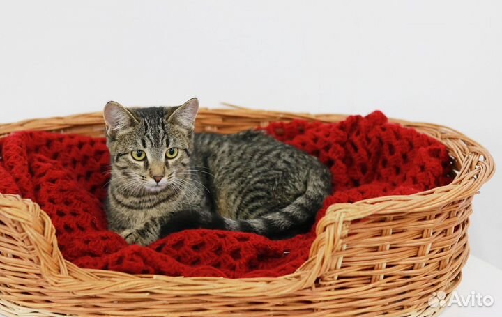 Очень ласковый котенок