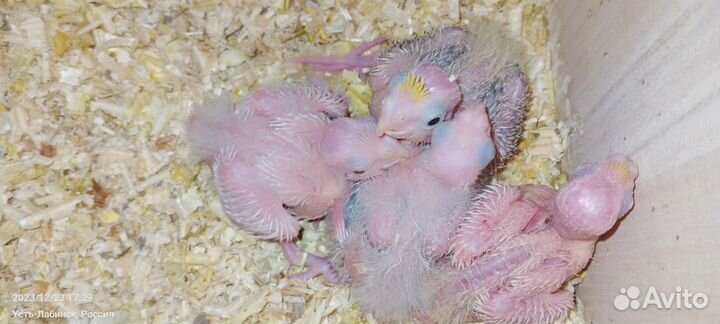 Попугай корелла