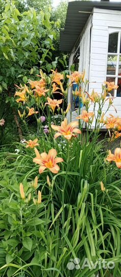 Растения для сада