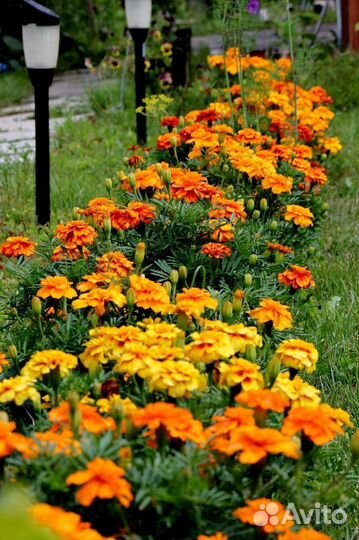 Рассада бархатцев