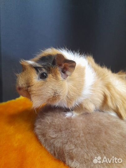 Морская свинка