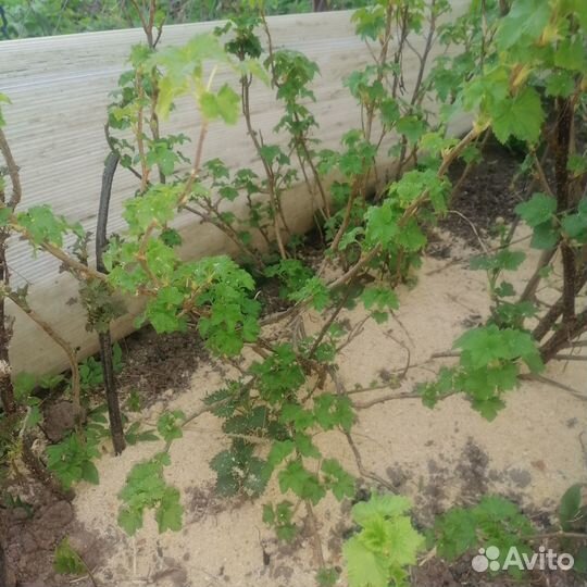 Продам куст Чёрной смородины