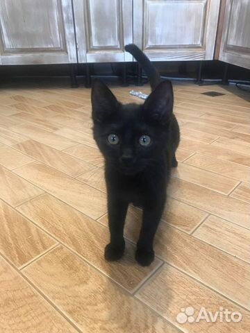 Черный котёнок в добрые руки объявление продам