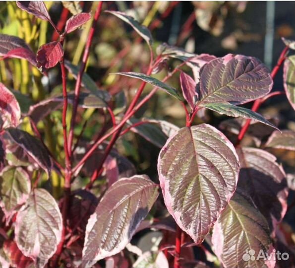 Дëрен в ассортименте